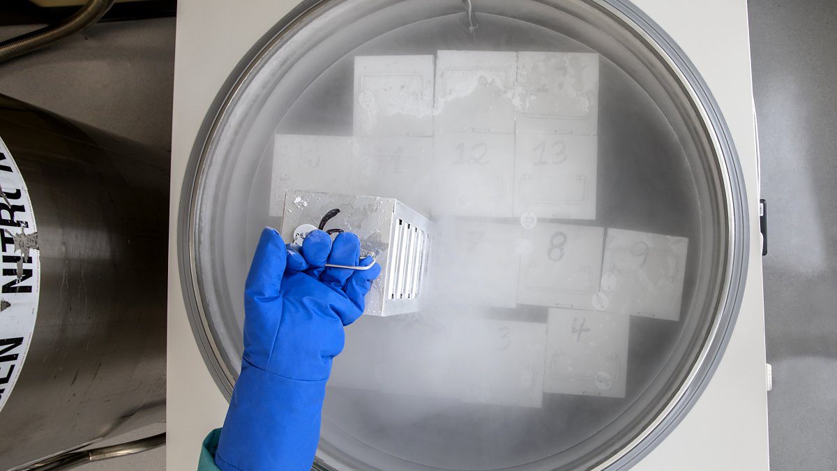 Katie McKay, associate director for manufacturing, removes patient cells from a liquid nitrogen storage freezer at the UNC Lineberger Advanced Cellular Therapeutics Facility.
