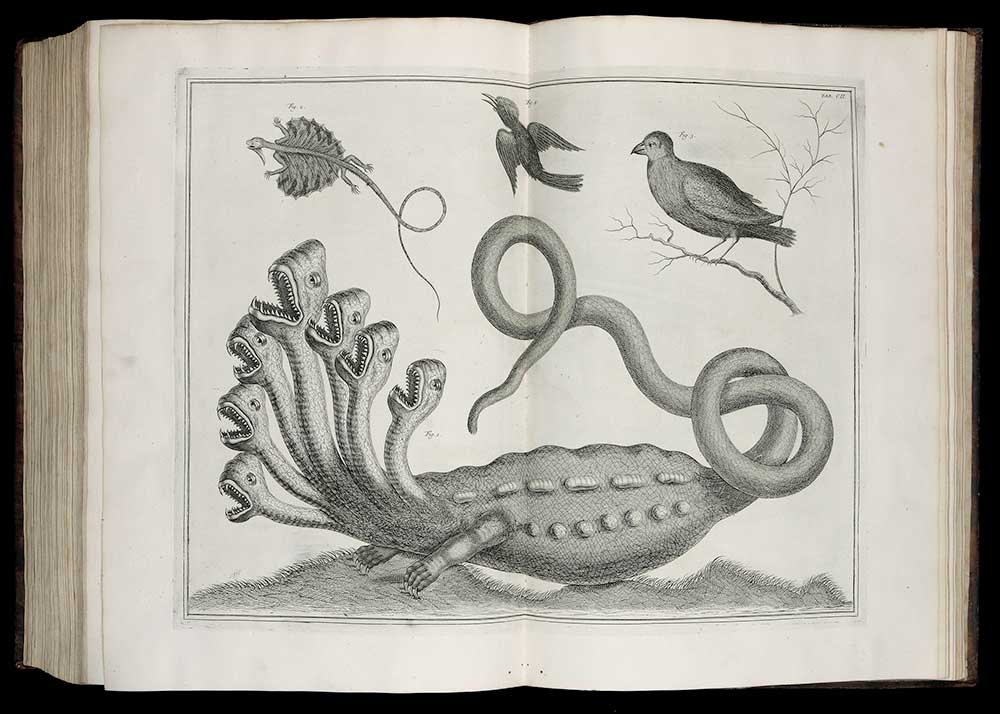 Engraving from the Florence Fearrington collection at UNC-Chapel Hill Libraries