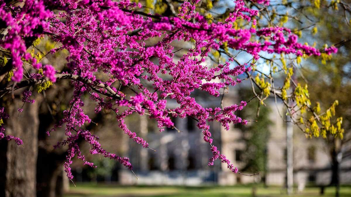 Blooming red bud branches loom in the foreground of South Building on UNC-Chapel Hill's campus.