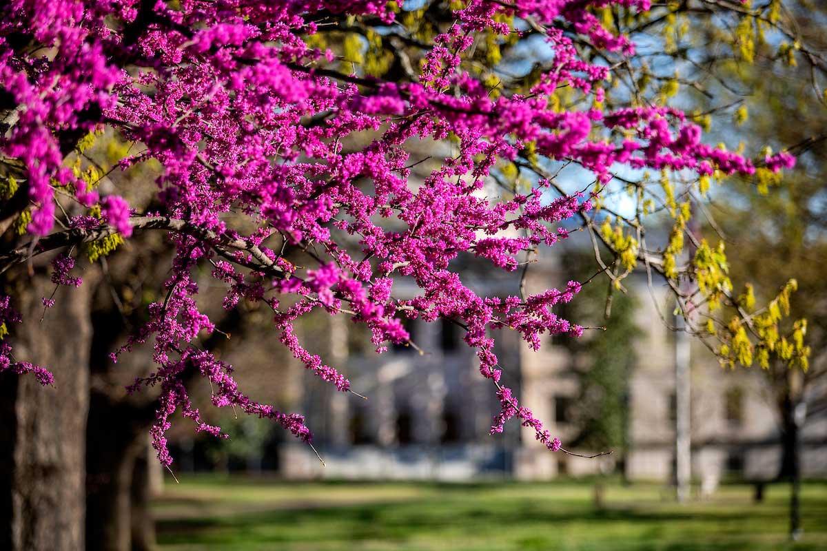 Blooming red bud branches loom in the foreground of South Building on UNC-Chapel Hill's campus.