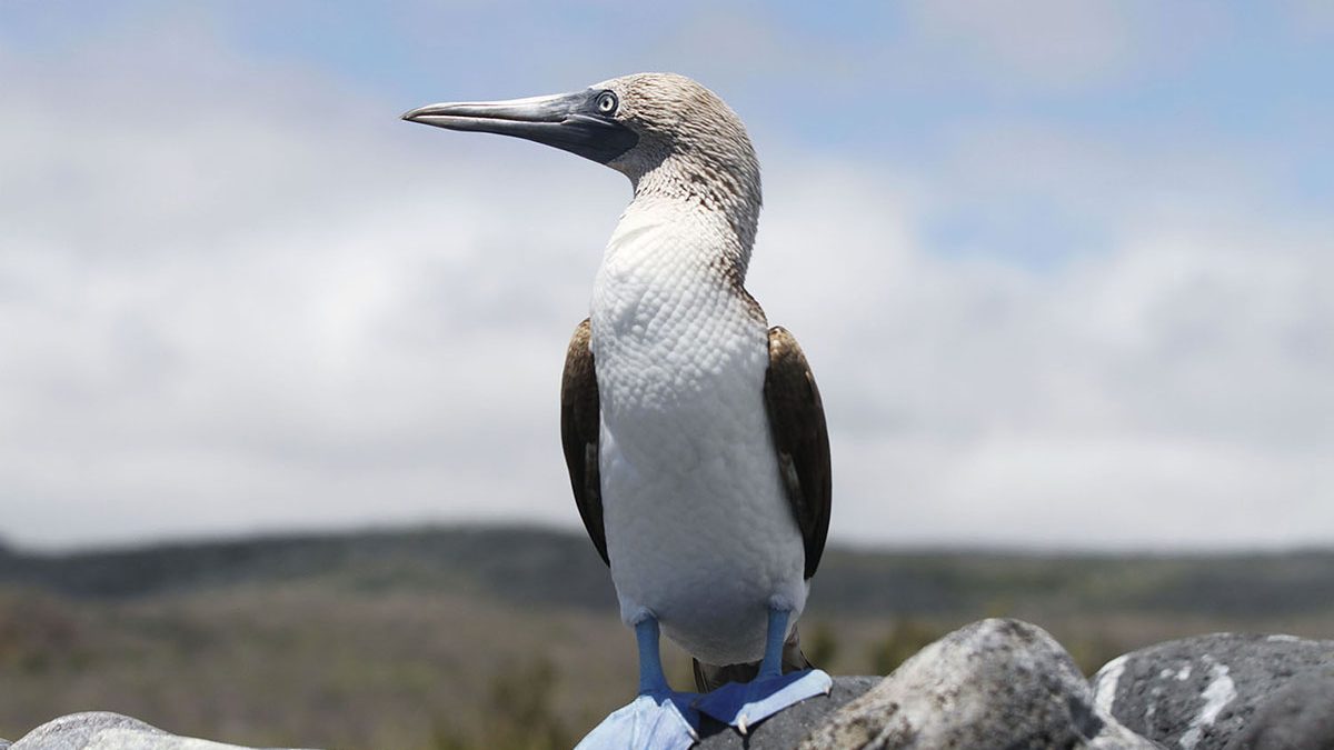 A blue-footed booby poses on a rock in the islands