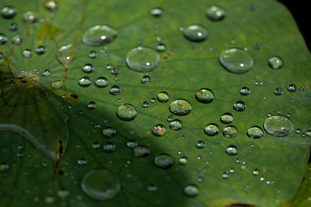 Water beads on a waterlily