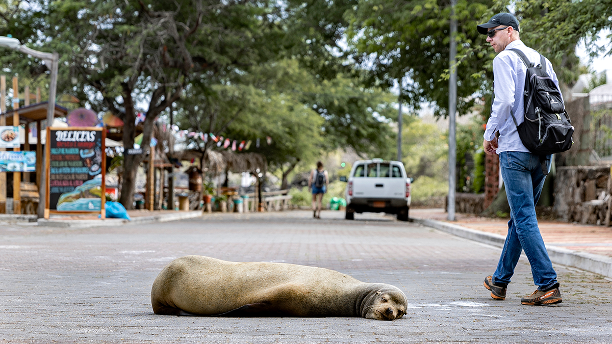 A sea lion lies in the street of the island of San Cristobal