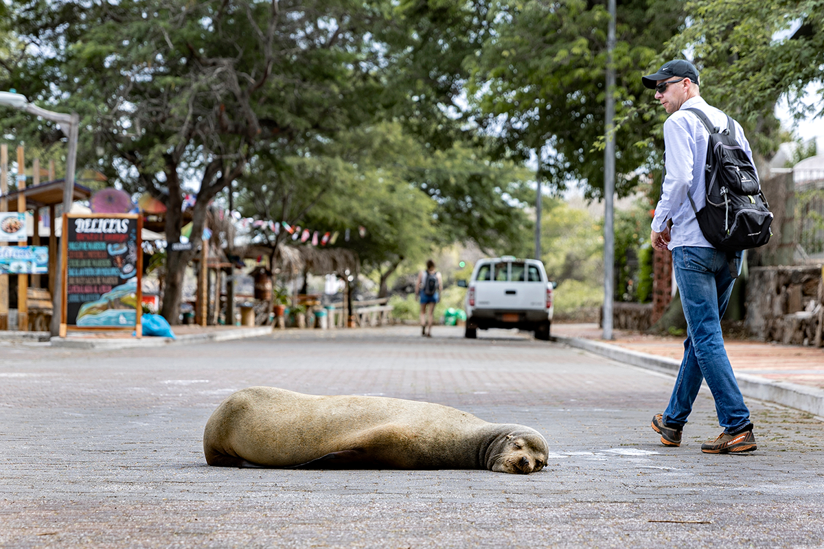 A sea lion lies in the street of the island of San Cristobal