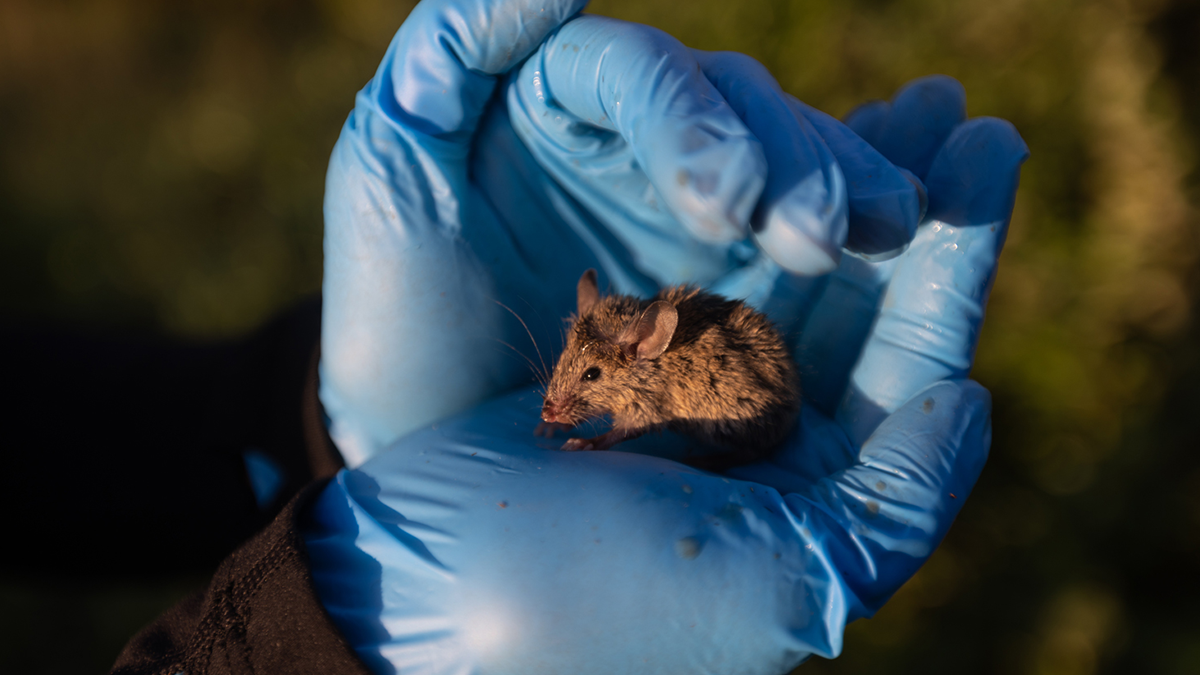 A small mouse is held to be tagged by researchers