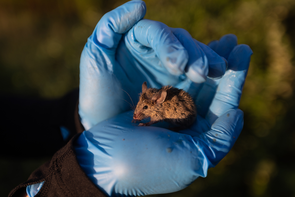 A small mouse is held to be tagged by researchers