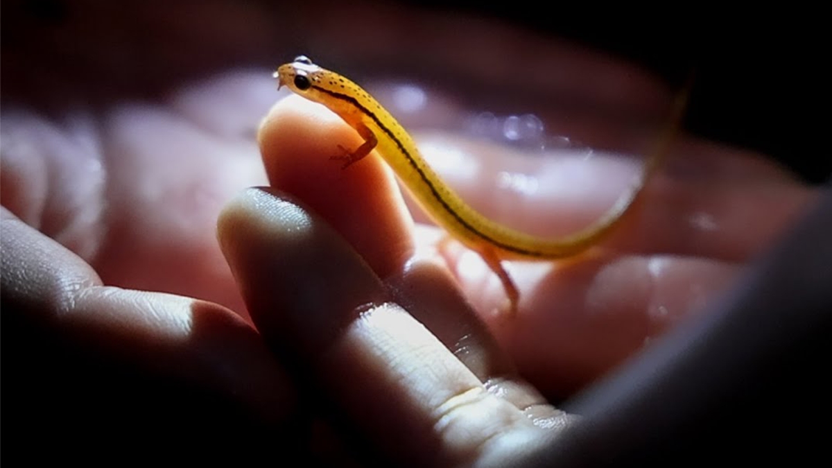 A male Blue Ridge two-lined salamander is held in the hand of a researcher