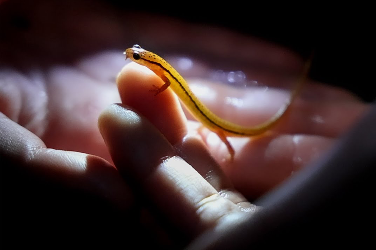 A male Blue Ridge two-lined salamander is held in the hand of a researcher